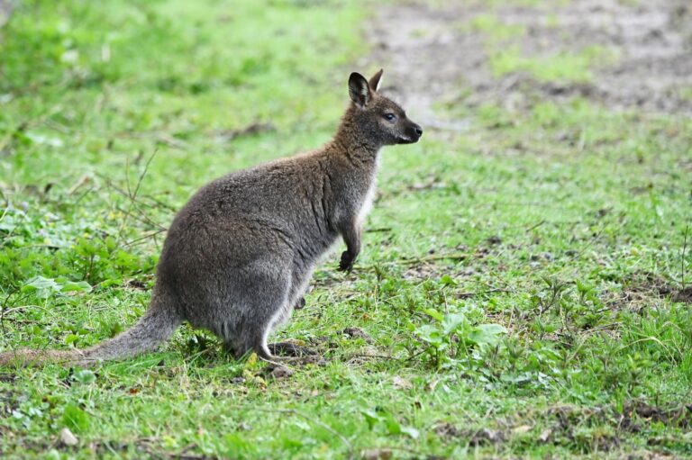 Im Tiergarten Kleve sind die ersten Bennettkängurus ins neue australische Outback eingezogen (1)