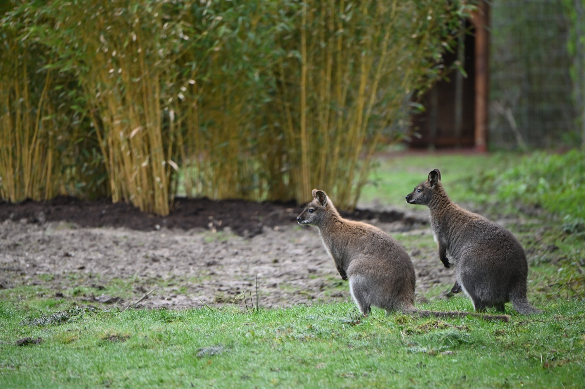 Im Tiergarten Kleve sind die ersten Bennettkängurus ins neue australische Outback eingezogen (2)