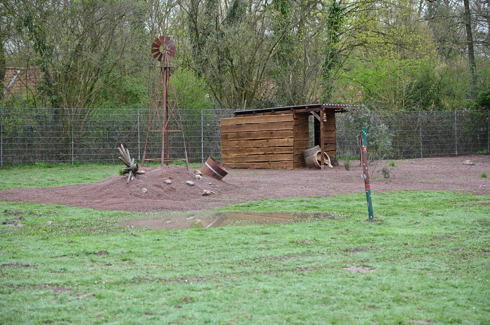 Im Tiergarten Kleve sind die ersten Bennettkängurus ins neue australische Outback eingezogen (5)