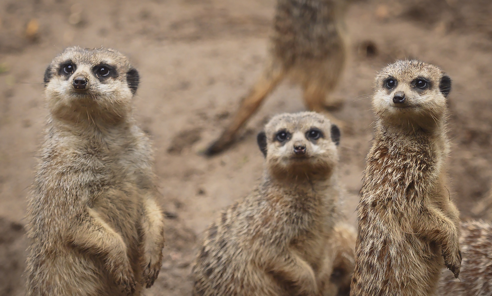 Mit dem neuen Programm Junior-Tierpfleger versprechen die Sommerferien tierischen Spaß im Tiergarten Kleve (1)