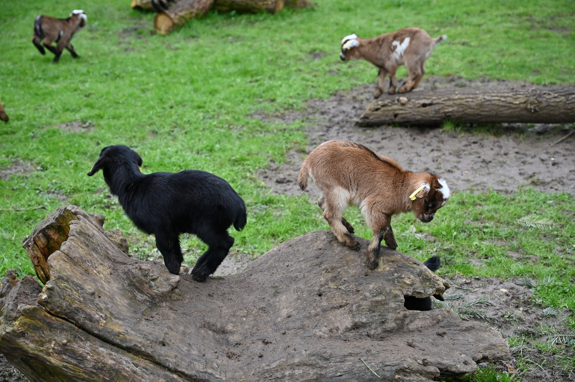 Passend zum Frühlingsfest am 19.4.26 gibt es zahlreiche Zicklein im Tiergarten Kleve (1)