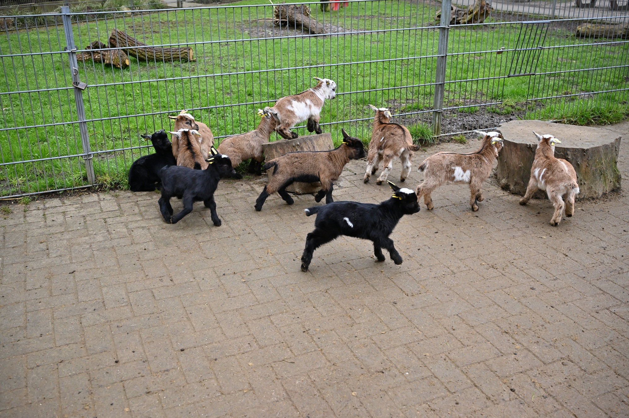 Passend zum Frühlingsfest am 19.4.26 gibt es zahlreiche Zicklein im Tiergarten Kleve (2)