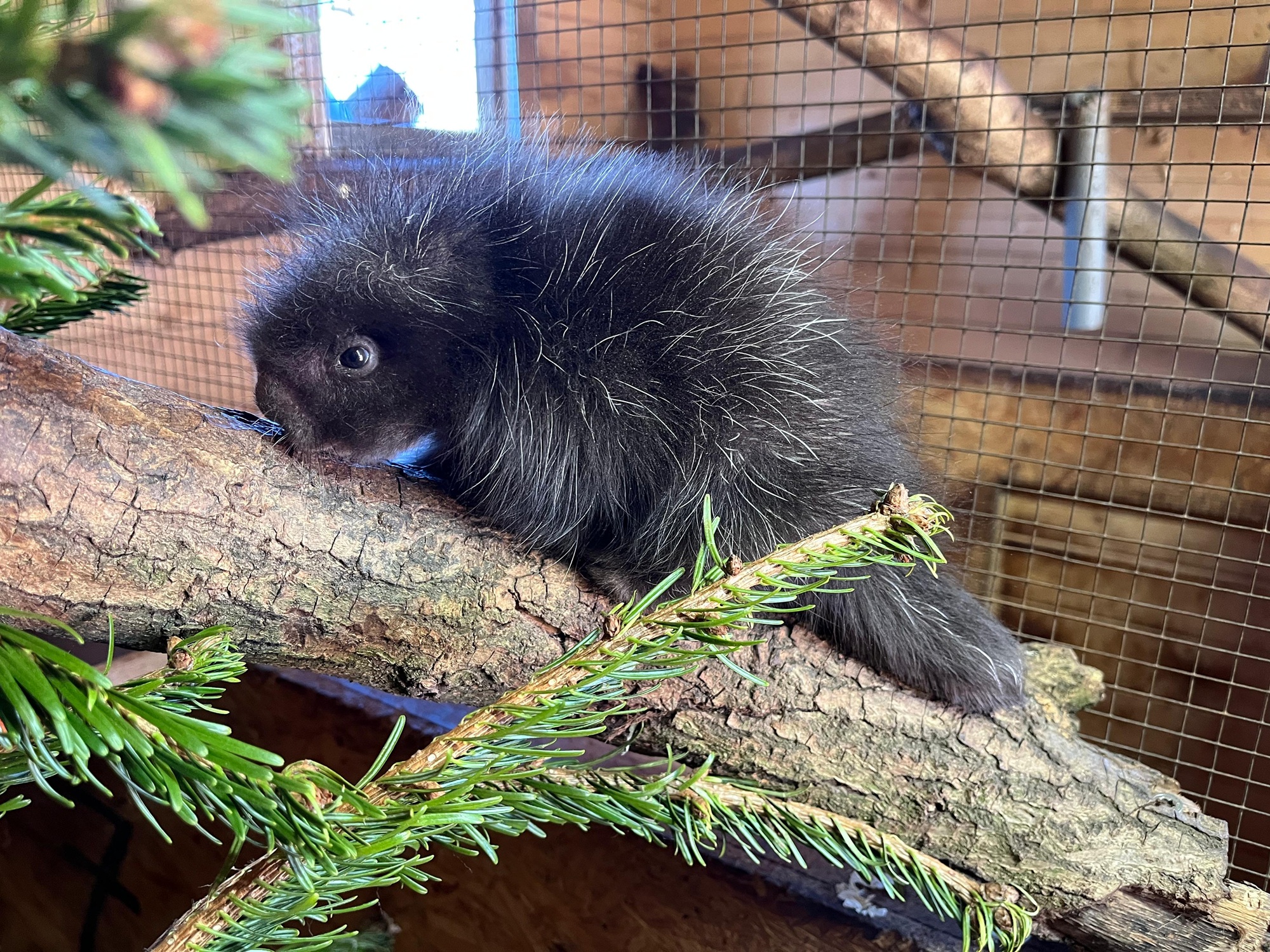 Passend zum frühlingshaften Wetter ist das Baumstachlerjungtier auch immer häufiger in der Außenanlage zu sehen