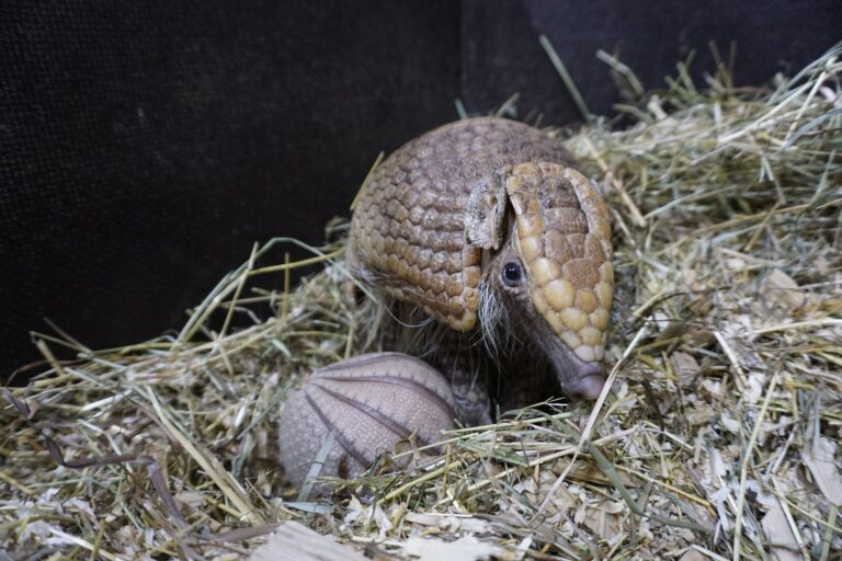 Am 21. April 2026 wurde im Tiergarten Kleve ein Südliches Kugelgürteltier geboren (1)