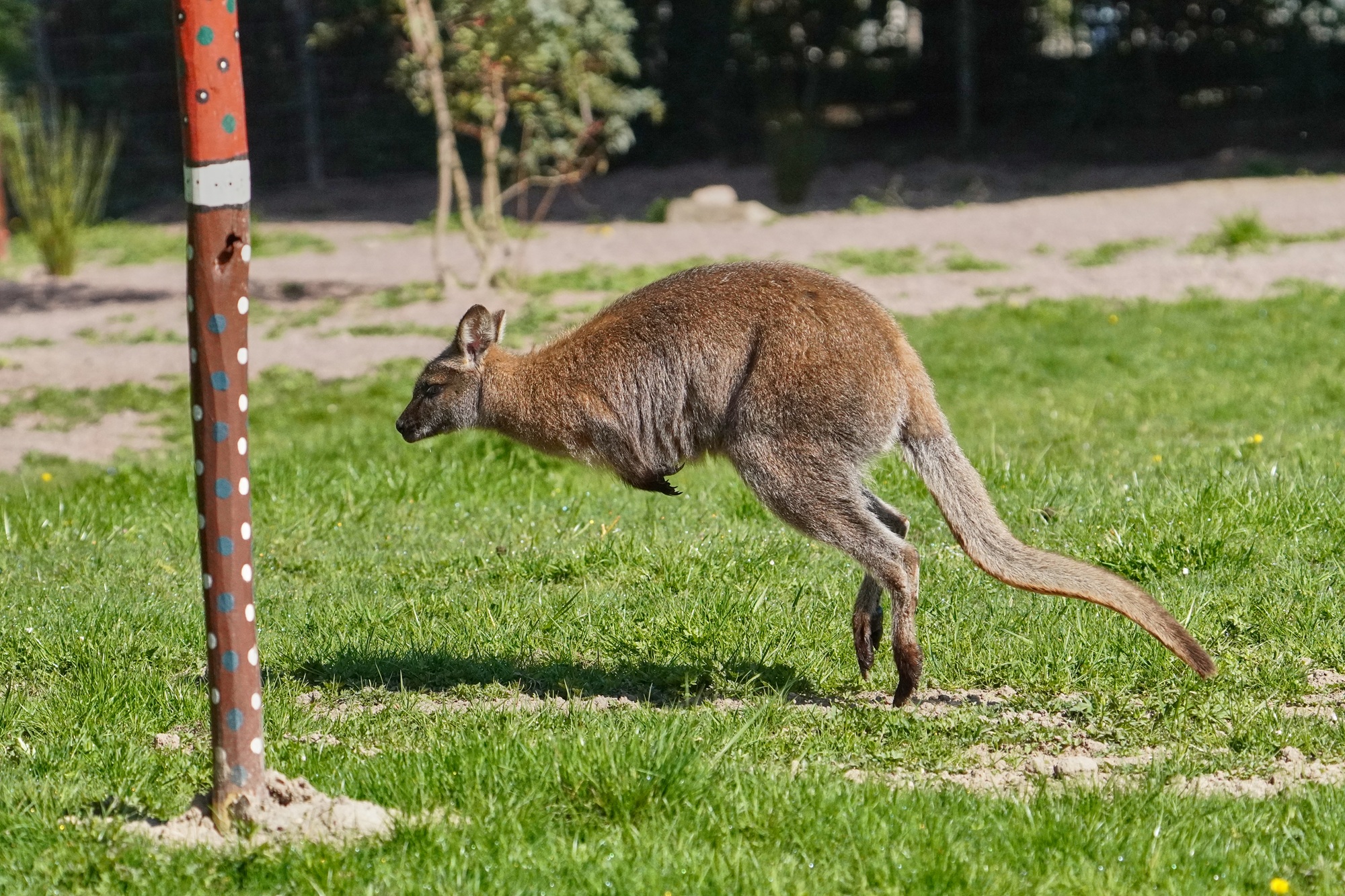 Das neue Outback im Tiergarten Kleve ist ab ganztätig geöffnet und lässt die Tiergartengäste nach Down Under reisen und Kängurus auch Tuchfühlung gehen (1)
