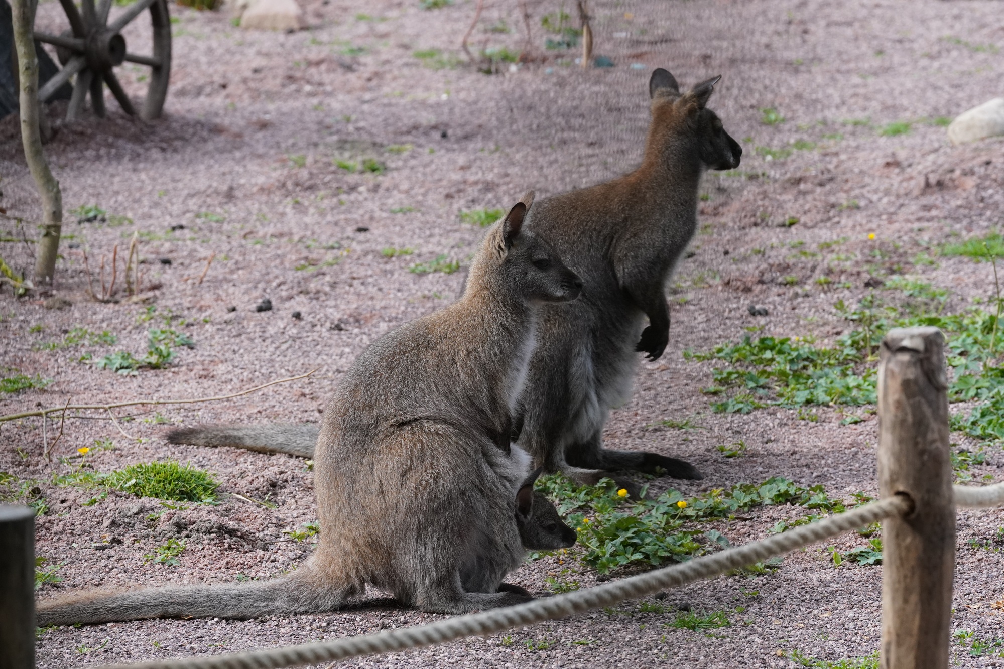 Das neue Outback im Tiergarten Kleve ist ab ganztätig geöffnet und lässt die Tiergartengäste nach Down Under reisen und Kängurus auch Tuchfühlung gehen (2)