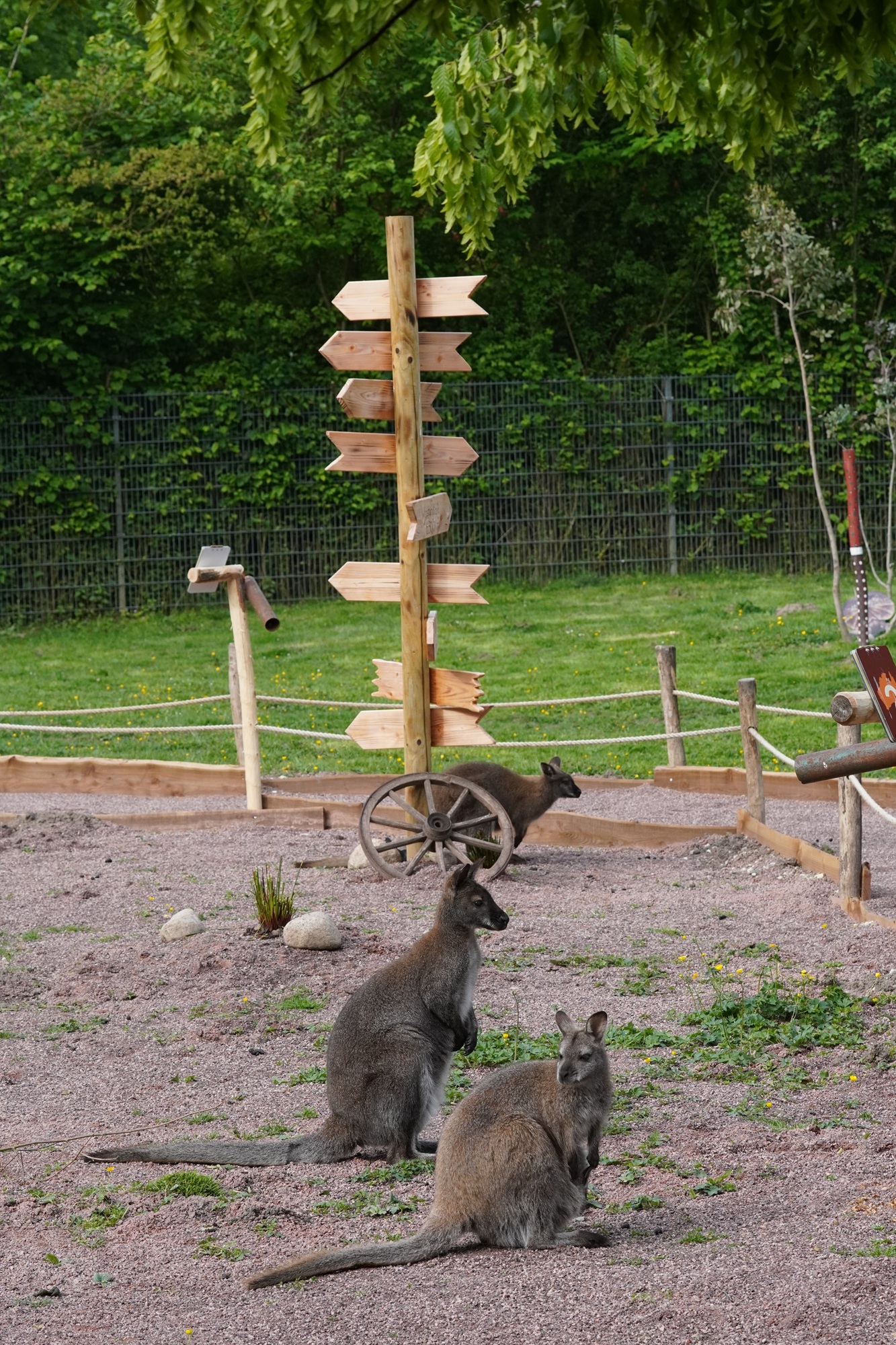 Das neue Outback im Tiergarten Kleve ist ab ganztätig geöffnet und lässt die Tiergartengäste nach Down Under reisen und Kängurus auch Tuchfühlung gehen (3)