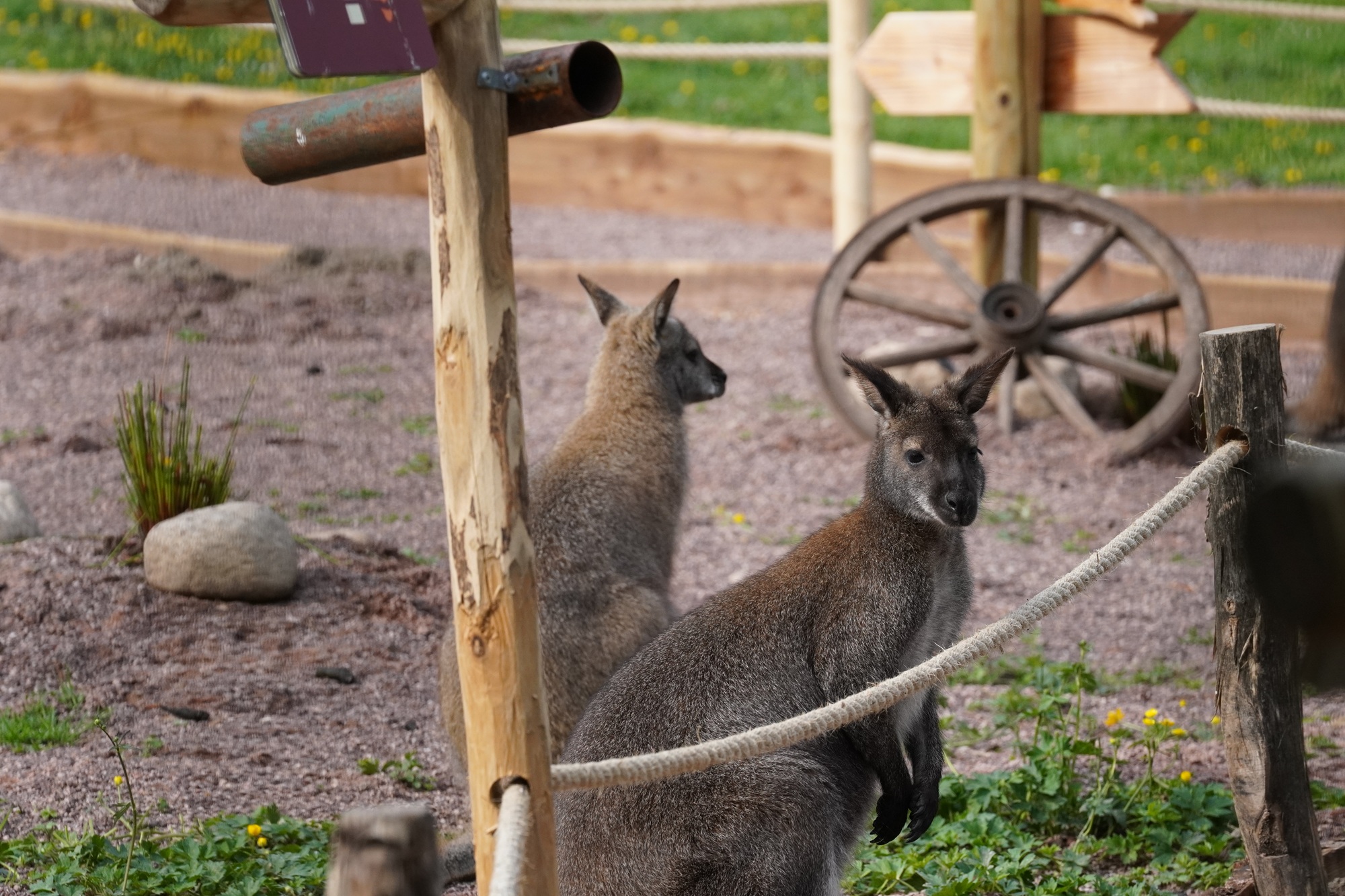 Das neue Outback im Tiergarten Kleve ist ab ganztätig geöffnet und lässt die Tiergartengäste nach Down Under reisen und Kängurus auch Tuchfühlung gehen (4)