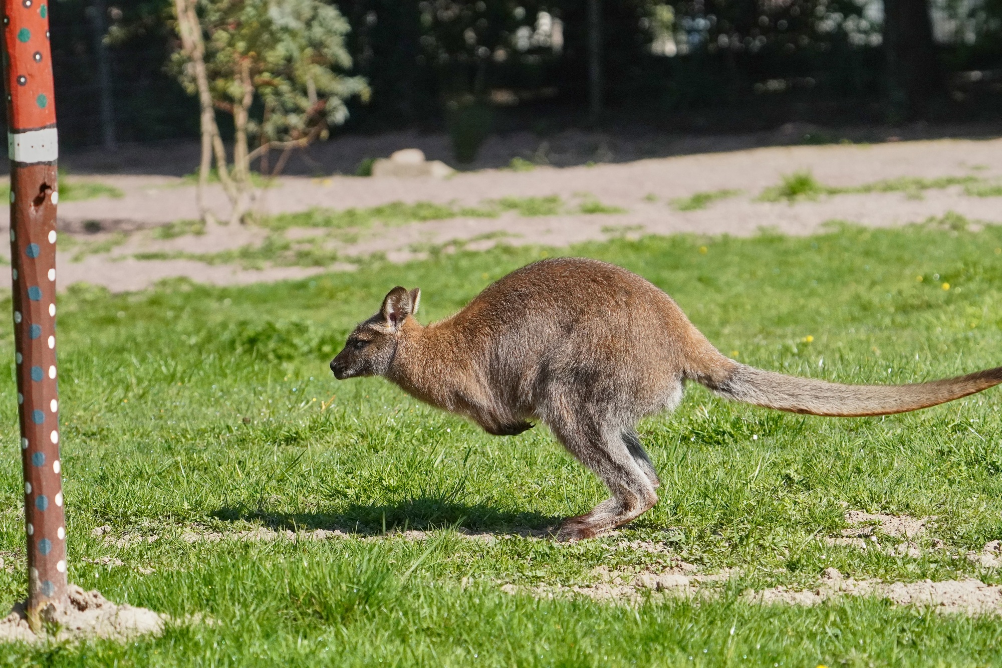 Das neue Outback im Tiergarten Kleve ist ab ganztätig geöffnet und lässt die Tiergartengäste nach Down Under reisen und Kängurus auch Tuchfühlung gehen (6)