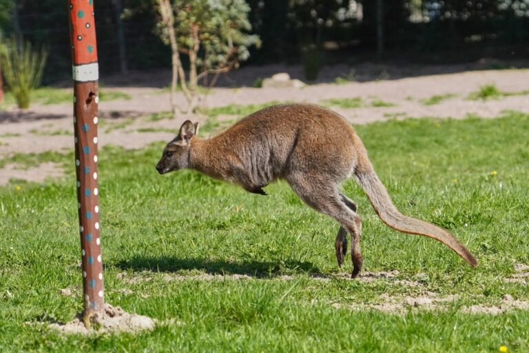 Das neue Outback im Tiergarten Kleve ist ab ganztätig geöffnet und lässt die Tiergartengäste nach Down Under reisen und Kängurus auch Tuchfühlung gehen (7)