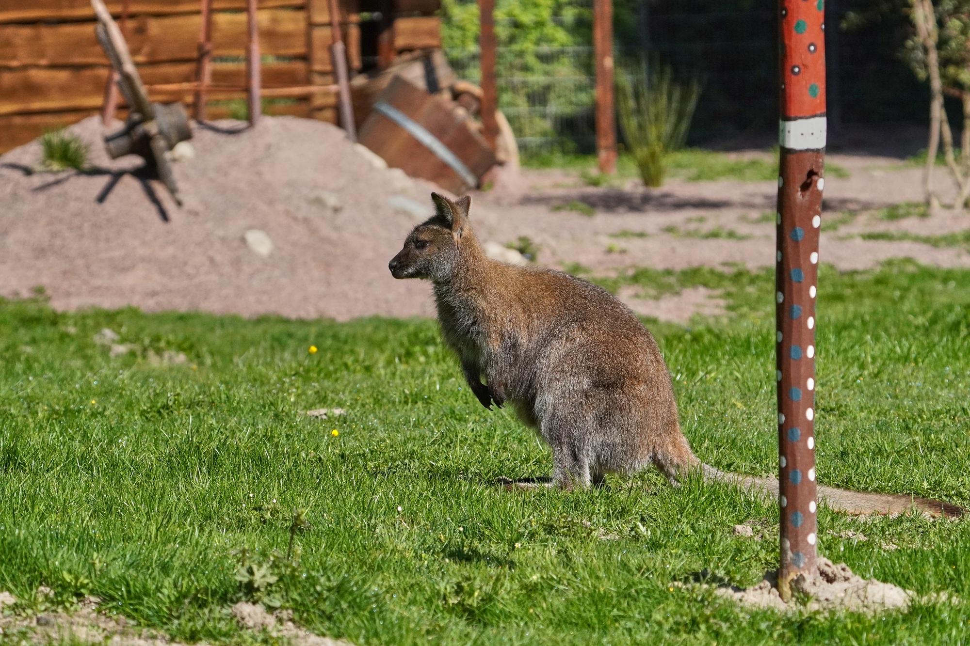 Das neue Outback im Tiergarten Kleve ist ab ganztätig geöffnet und lässt die Tiergartengäste nach Down Under reisen und Kängurus auch Tuchfühlung gehen (8)
