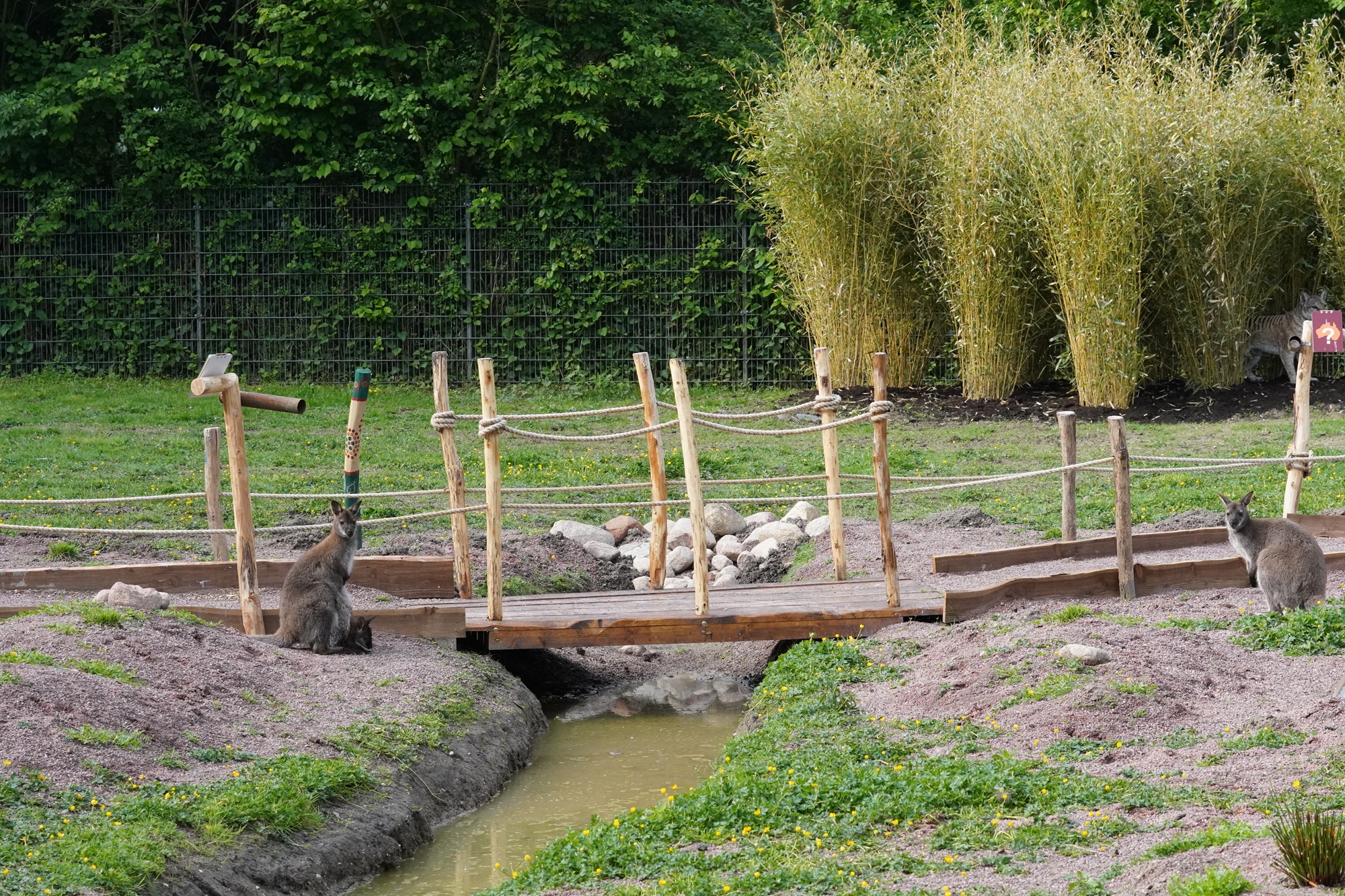 Das neue Outback im Tiergarten Kleve ist ab ganztätig geöffnet und lässt die Tiergartengäste nach Down Under reisen und Kängurus auch Tuchfühlung gehen (9)
