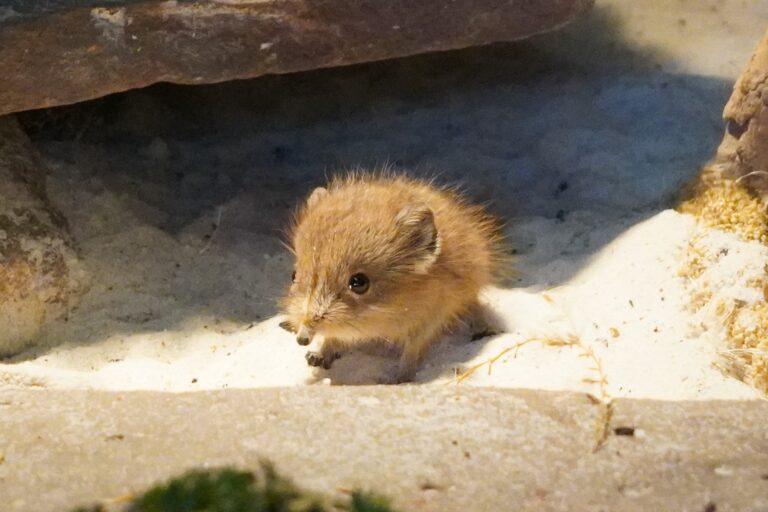 Der Tiergarten Kleve freut sich aktuell über zahlreiche Jungtiere - eines davon ist ein kleiner Kurzohrrüsselspringer (4)