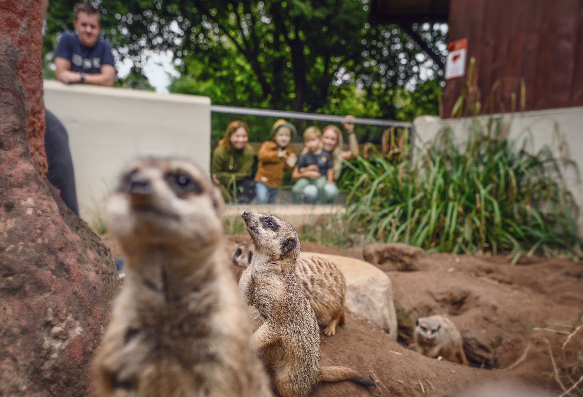 Die tierischen Sommerabende im Tiergarten Kleve versprechen ein unvergessliches Erlebnis für die ganze Familie - im Juli und August 2026 (1)