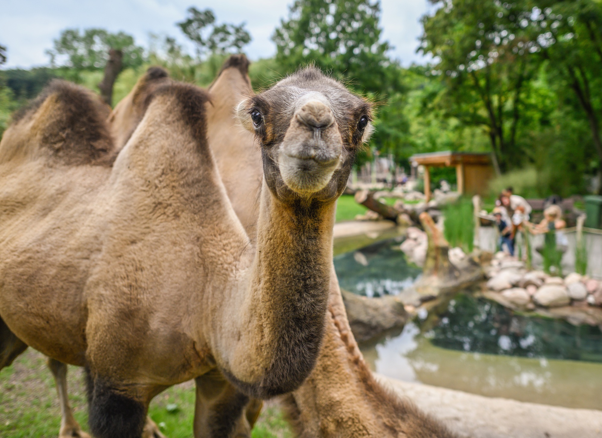 Die tierischen Sommerabende im Tiergarten Kleve versprechen ein unvergessliches Erlebnis für die ganze Familie - im Juli und August 2026 ( (5)