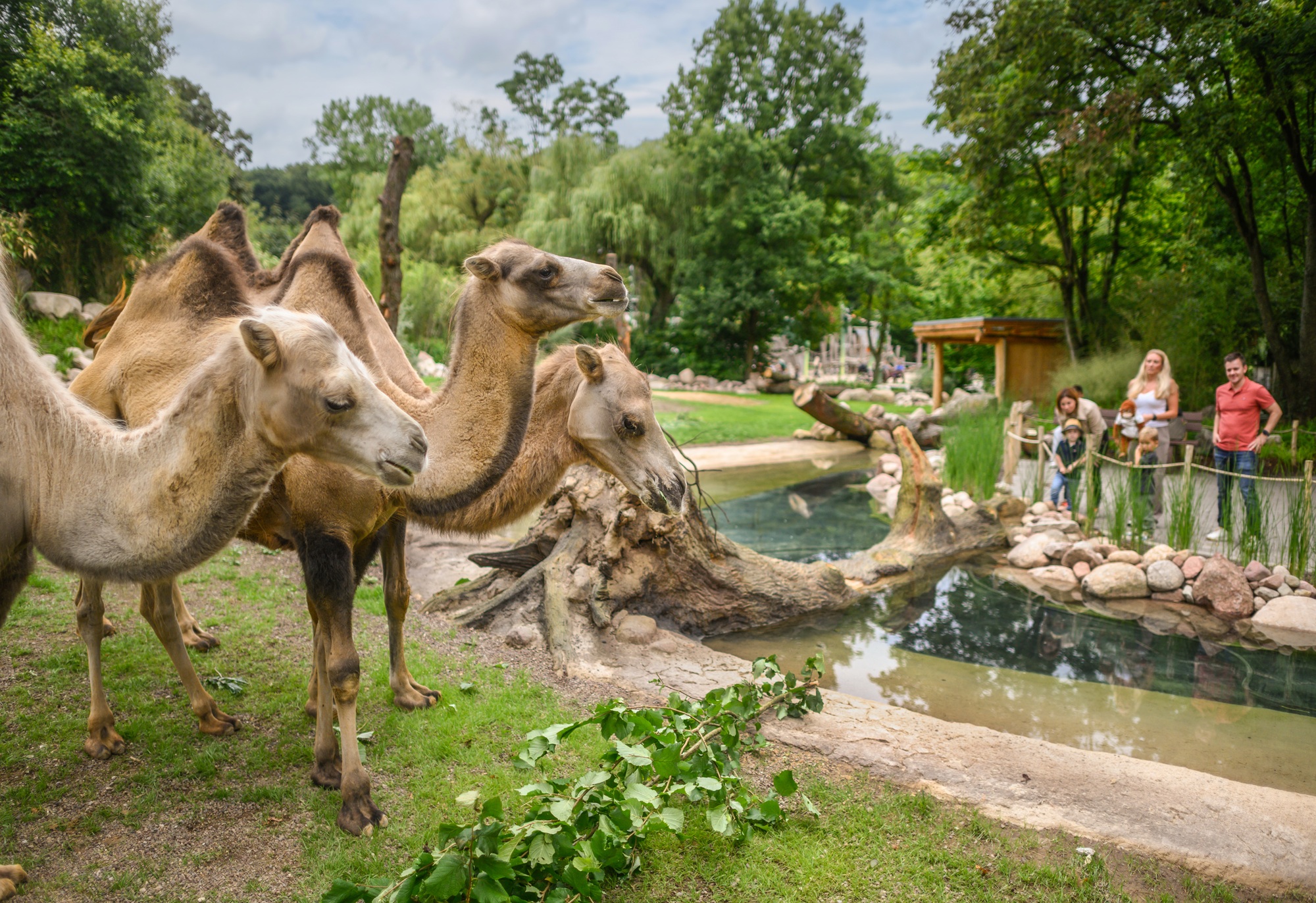Die tierischen Sommerabende im Tiergarten Kleve versprechen ein unvergessliches Erlebnis für die ganze Familie - im Juli und August 2026 ( (6)