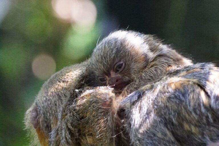 Am 05.06.2026 wurde im Tiergarten Kleve ein Zwergseidenäffchen geboren (1)