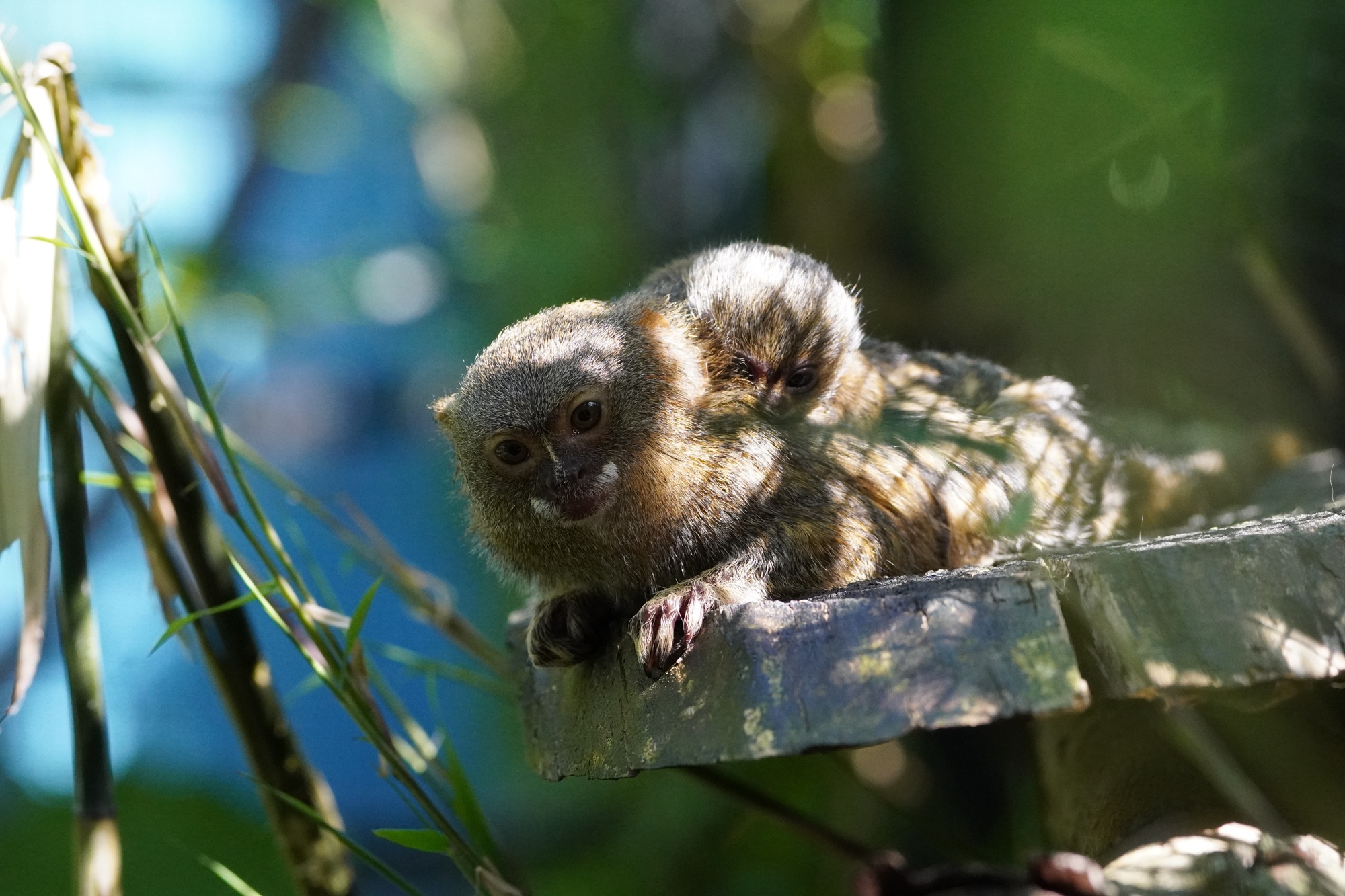Am 05.06.2026 wurde im Tiergarten Kleve ein Zwergseidenäffchen geboren (4)