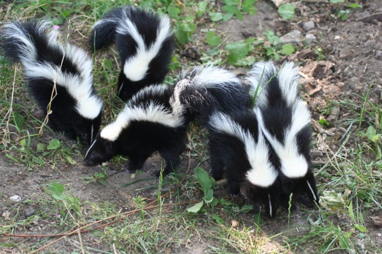 Im Tiergarten Kleve gibt es aktuell Skunknachwuchs in der Nordamerika-WG zu erleben (1)