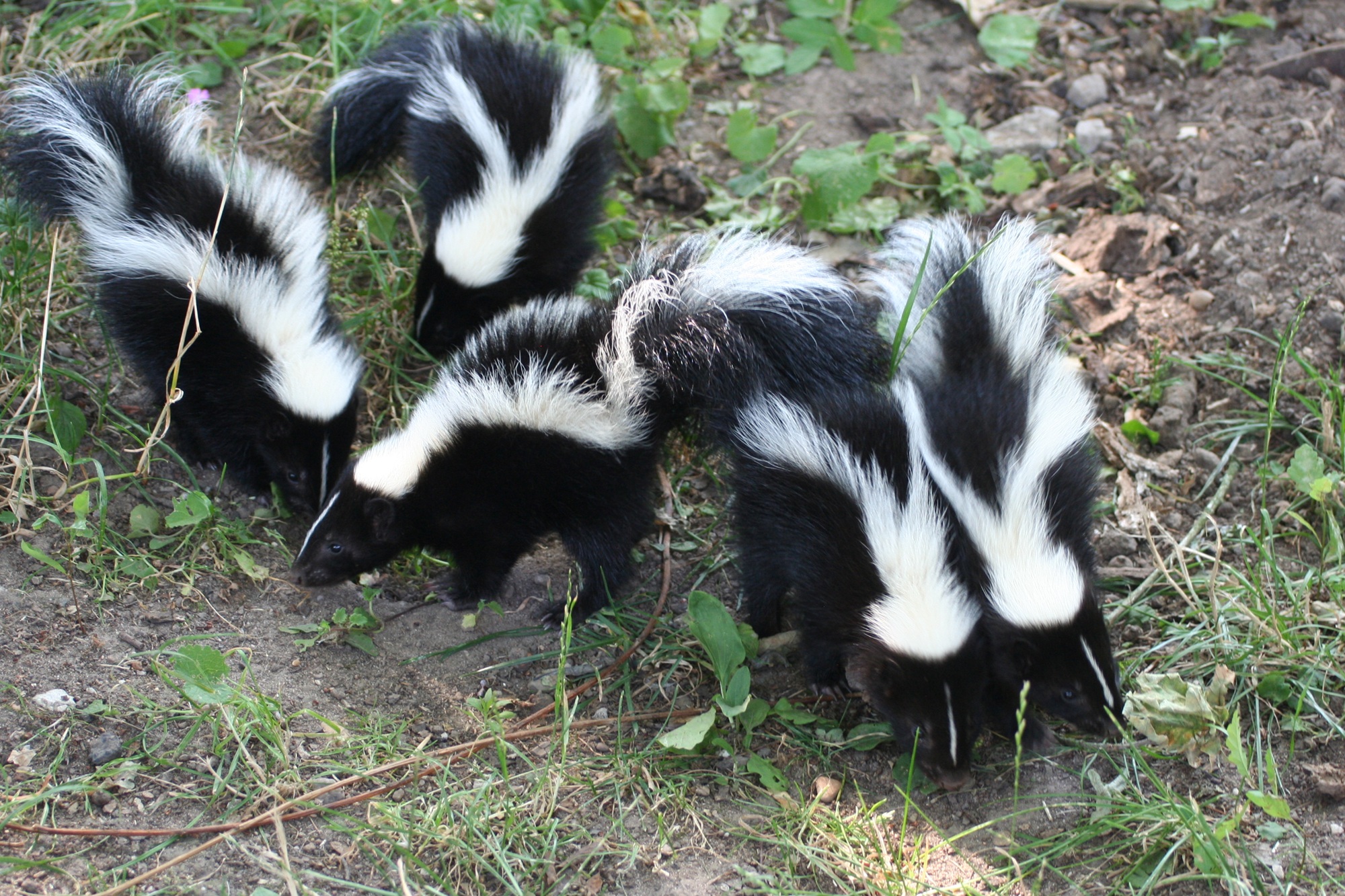 Im Tiergarten Kleve gibt es aktuell Skunknachwuchs in der Nordamerika-WG zu erleben (1)