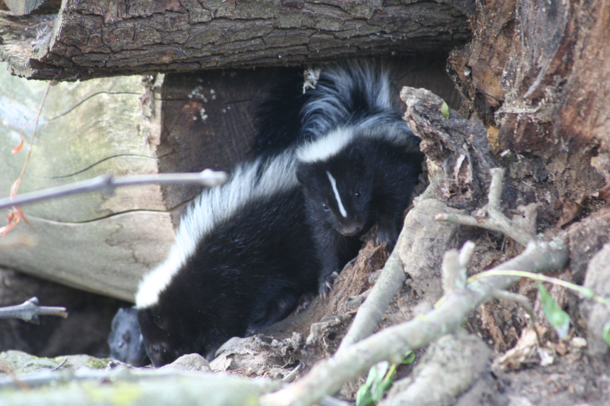 Im Tiergarten Kleve gibt es aktuell Skunknachwuchs in der Nordamerika-WG zu erleben (2)
