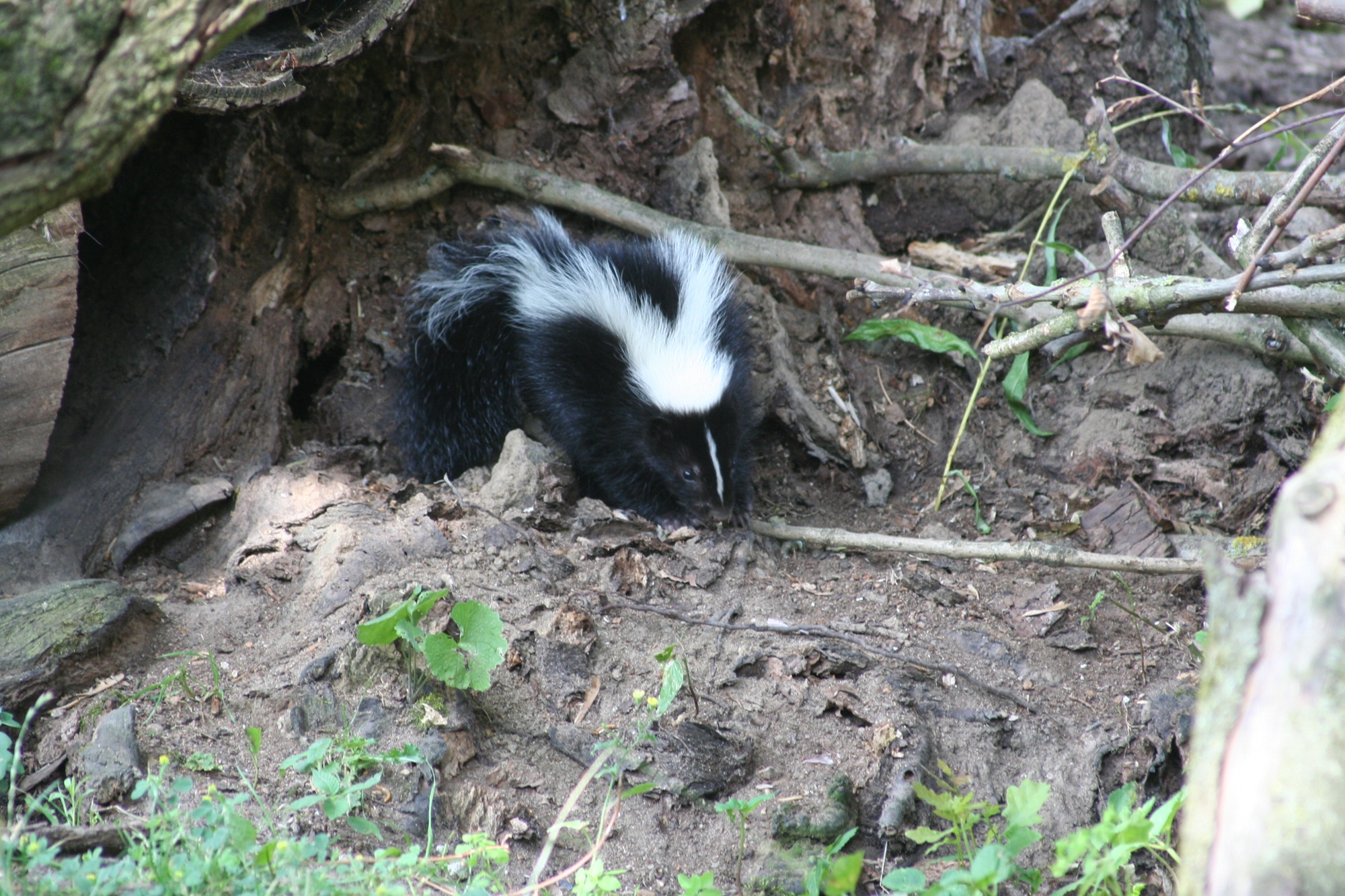 Im Tiergarten Kleve gibt es aktuell Skunknachwuchs in der Nordamerika-WG zu erleben (3)