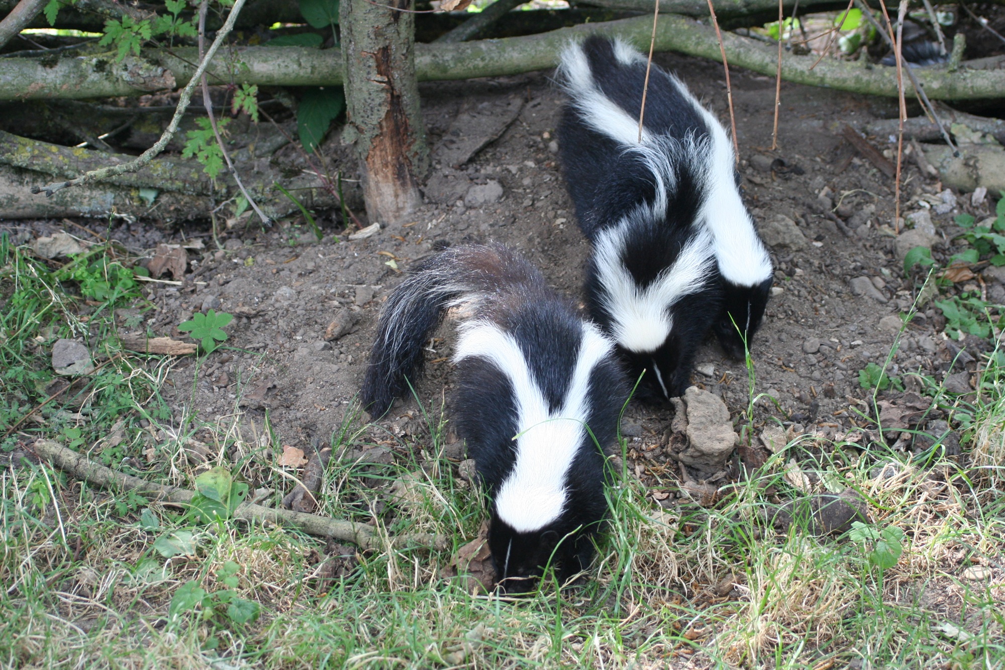 Im Tiergarten Kleve gibt es aktuell Skunknachwuchs in der Nordamerika-WG zu erleben (4)