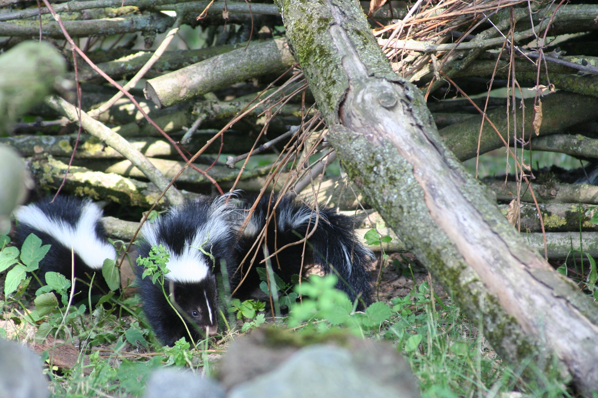 Im Tiergarten Kleve gibt es aktuell Skunknachwuchs in der Nordamerika-WG zu erleben (5)