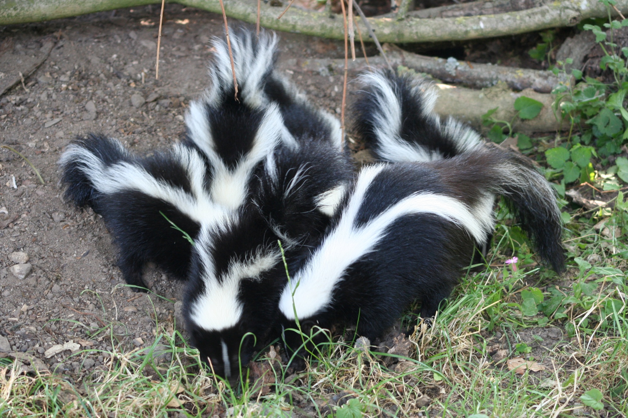Im Tiergarten Kleve gibt es aktuell Skunknachwuchs in der Nordamerika-WG zu erleben (6)