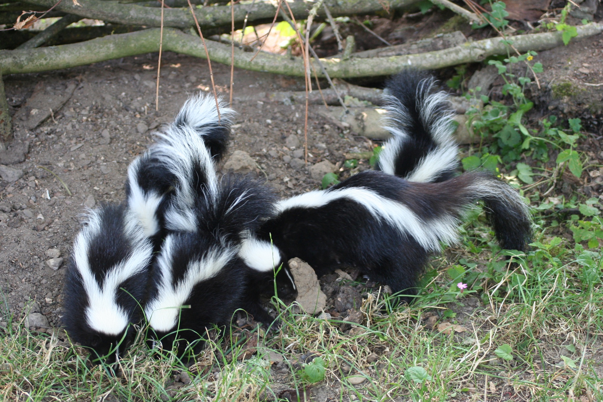 Im Tiergarten Kleve gibt es aktuell Skunknachwuchs in der Nordamerika-WG zu erleben (7)