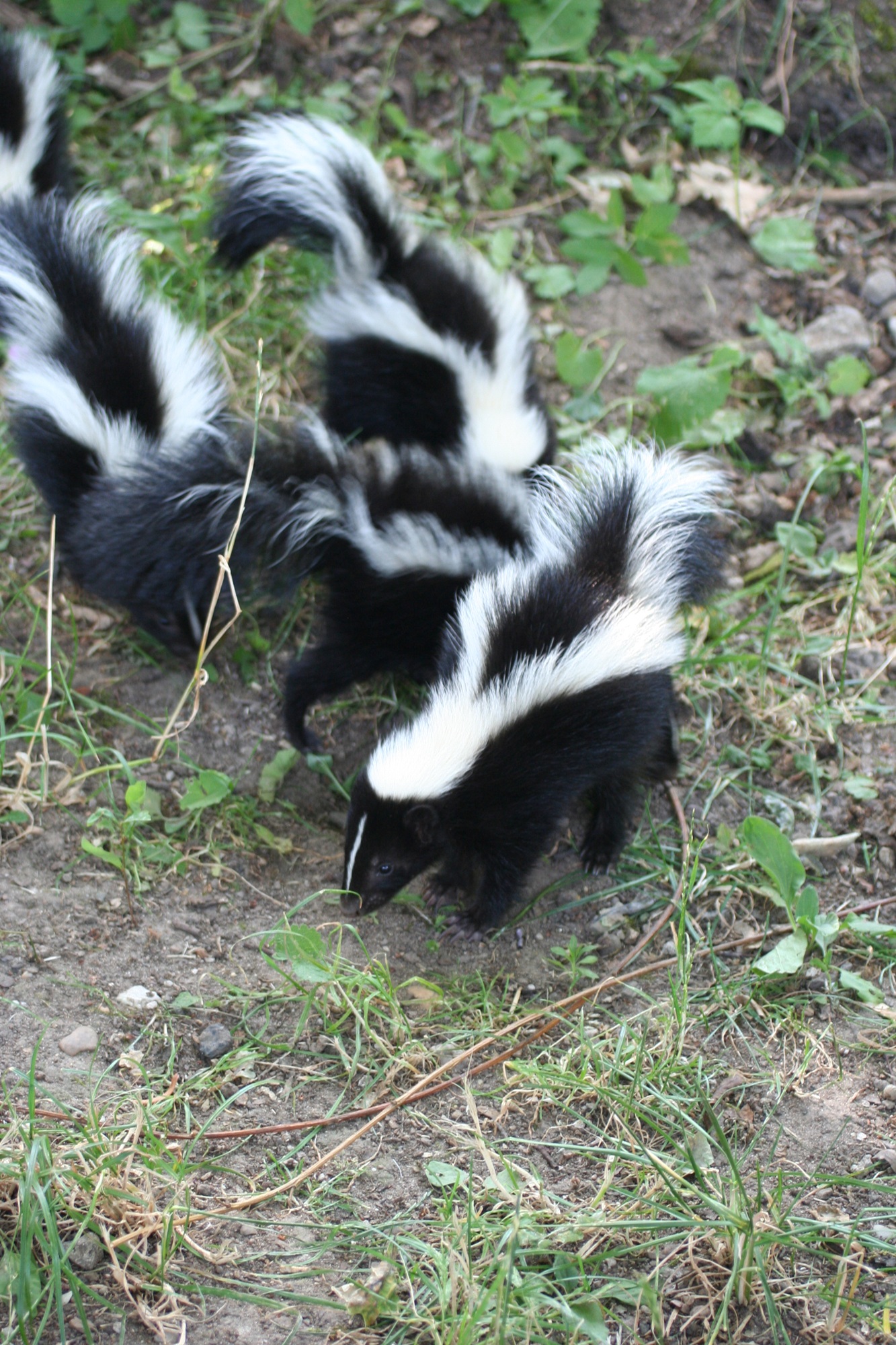 Im Tiergarten Kleve gibt es aktuell Skunknachwuchs in der Nordamerika-WG zu erleben (8)