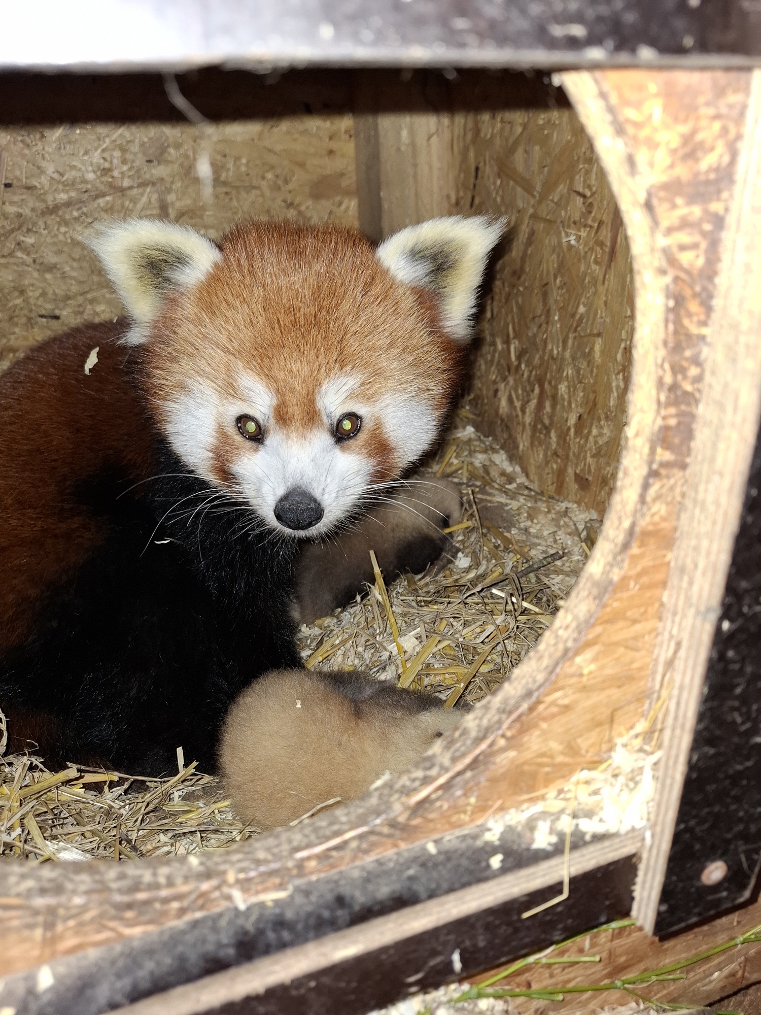Im Tiergarten Kleve wurden zwei Rote Pandas geboren (1)
