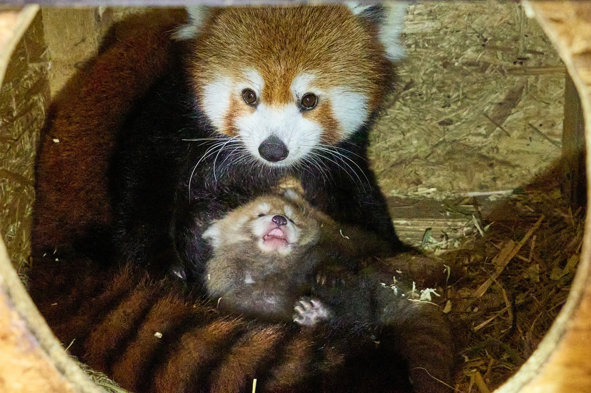 Im Tiergarten Kleve wurden zwei Rote Pandas geboren (10)