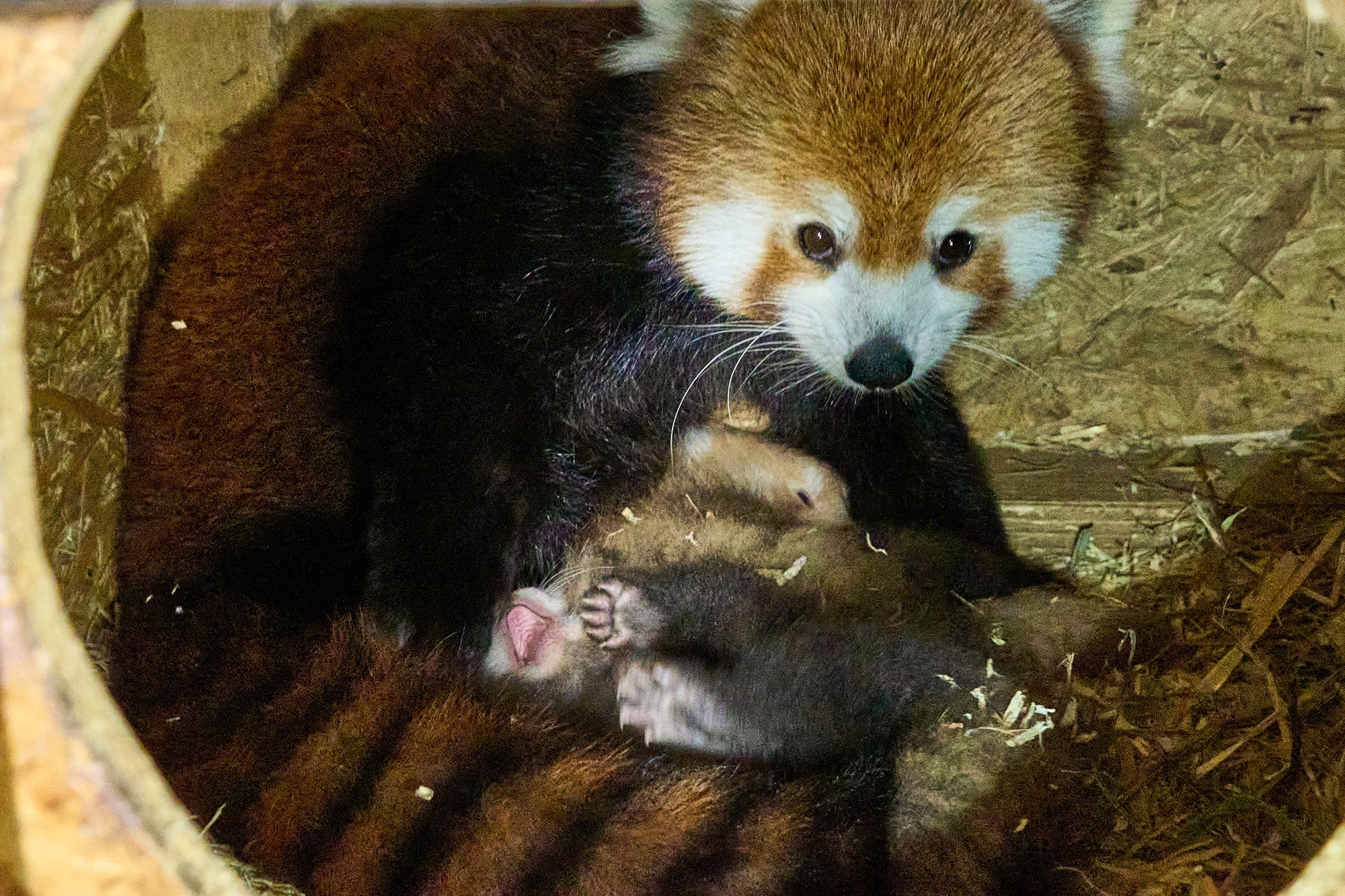 Im Tiergarten Kleve wurden zwei Rote Pandas geboren (11)