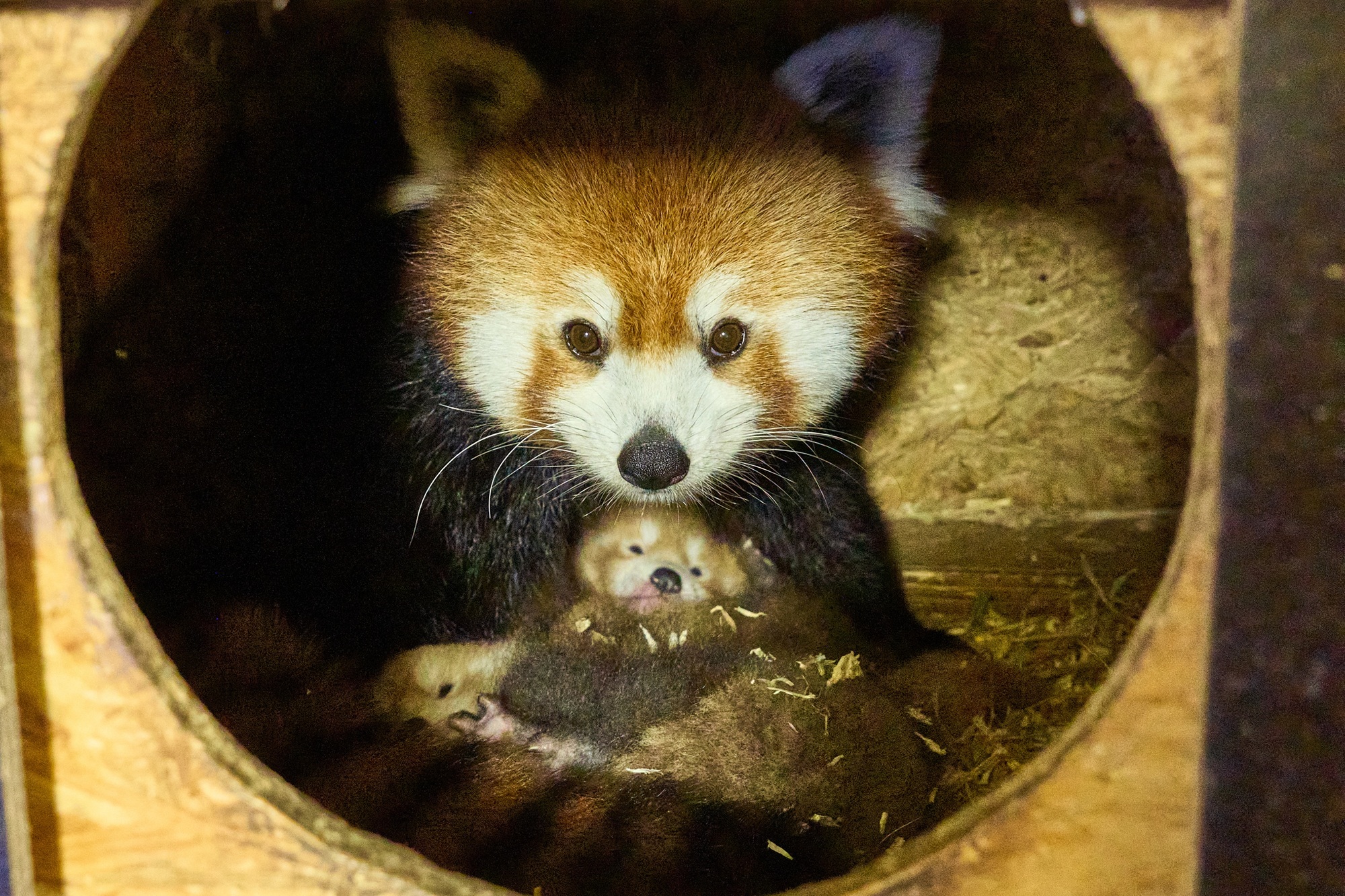 Im Tiergarten Kleve wurden zwei Rote Pandas geboren (12)