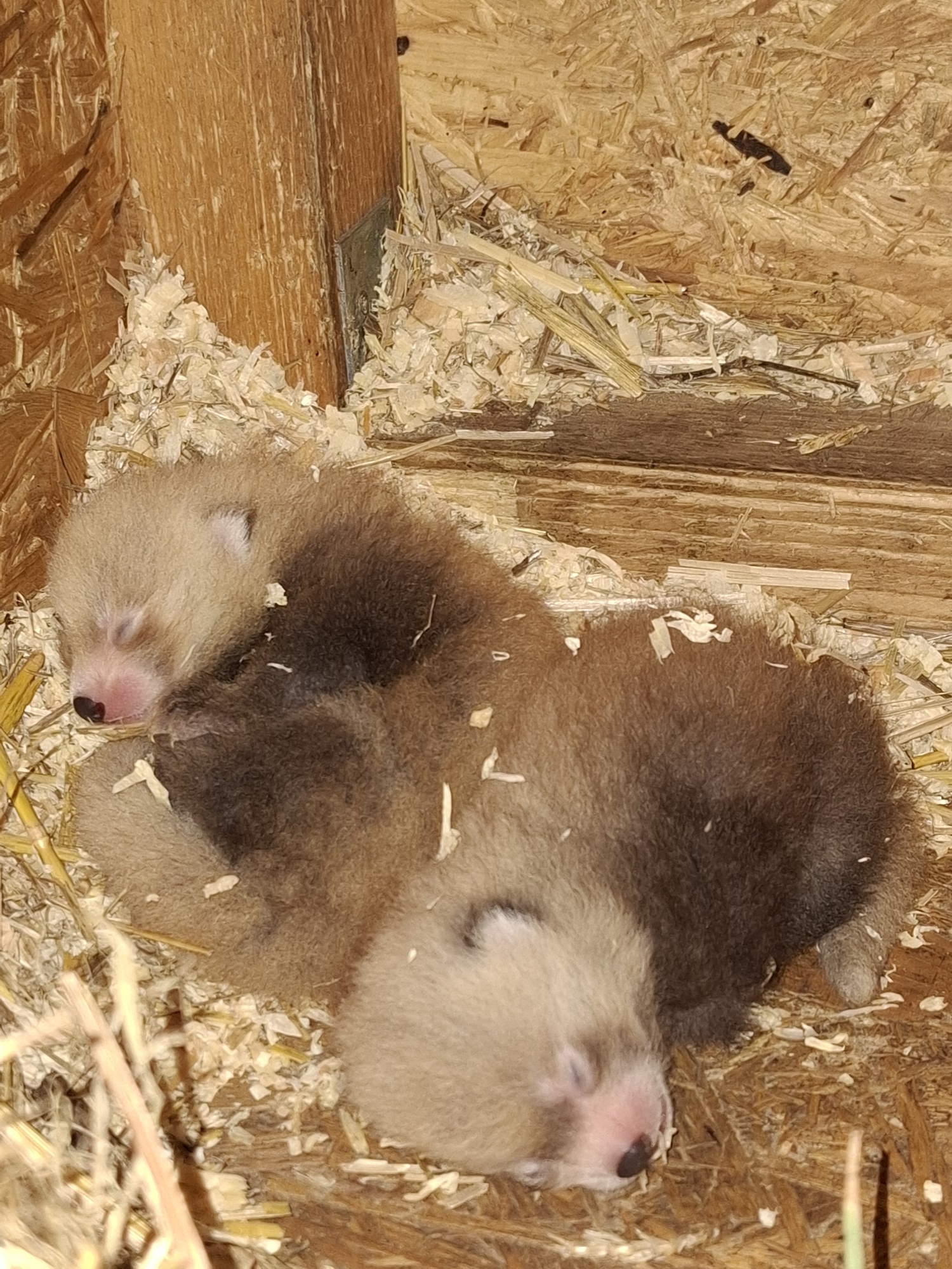Im Tiergarten Kleve wurden zwei Rote Pandas geboren (13)
