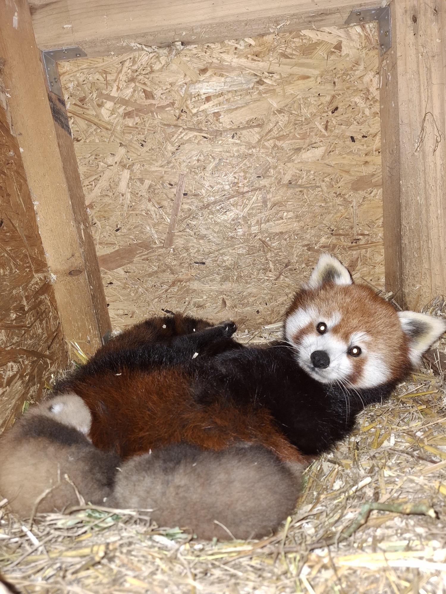 Im Tiergarten Kleve wurden zwei Rote Pandas geboren (14)