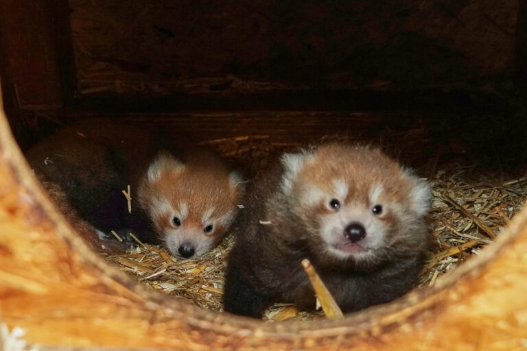 Im Tiergarten Kleve wurden zwei Rote Pandas geboren (4)