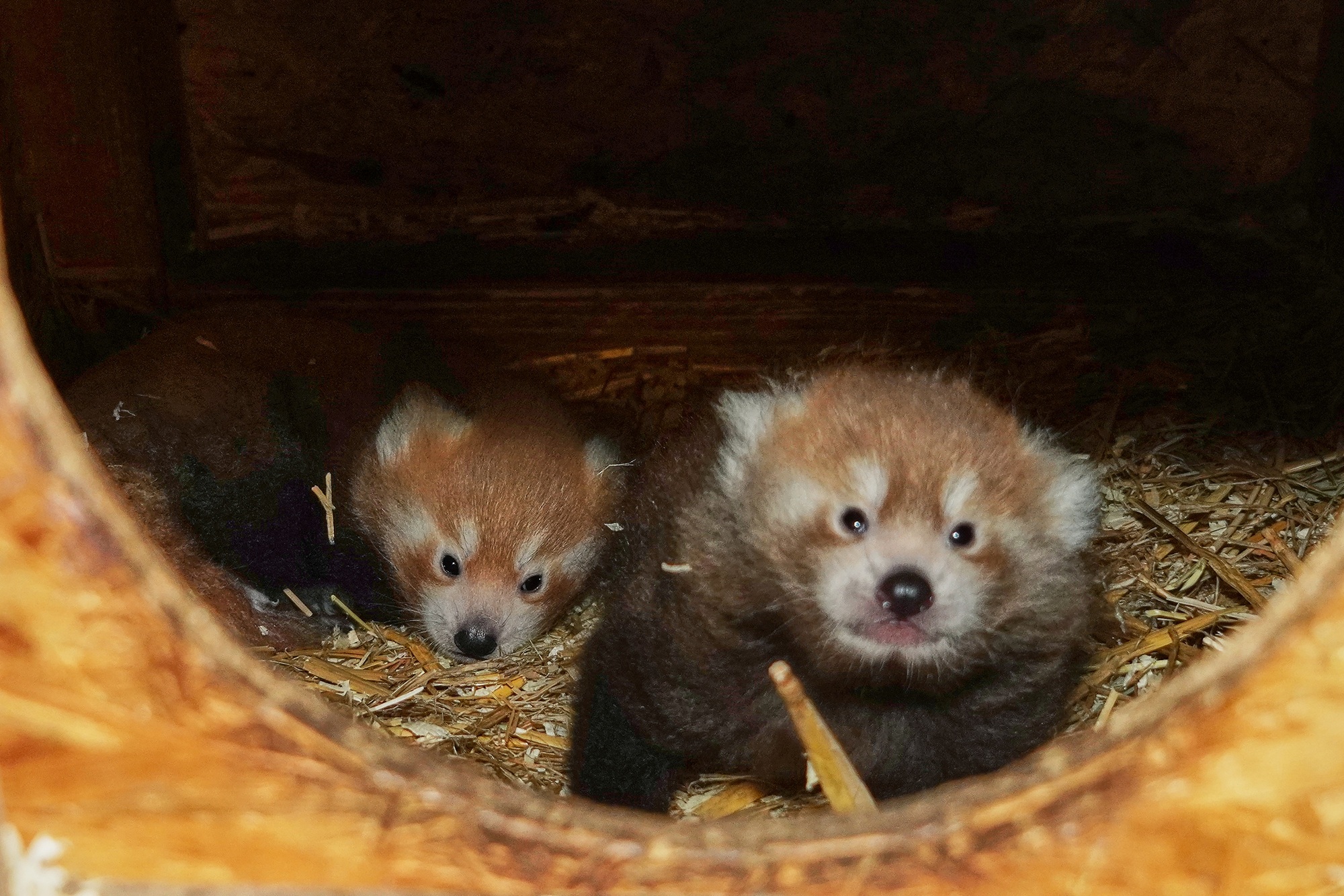 Im Tiergarten Kleve wurden zwei Rote Pandas geboren (4)
