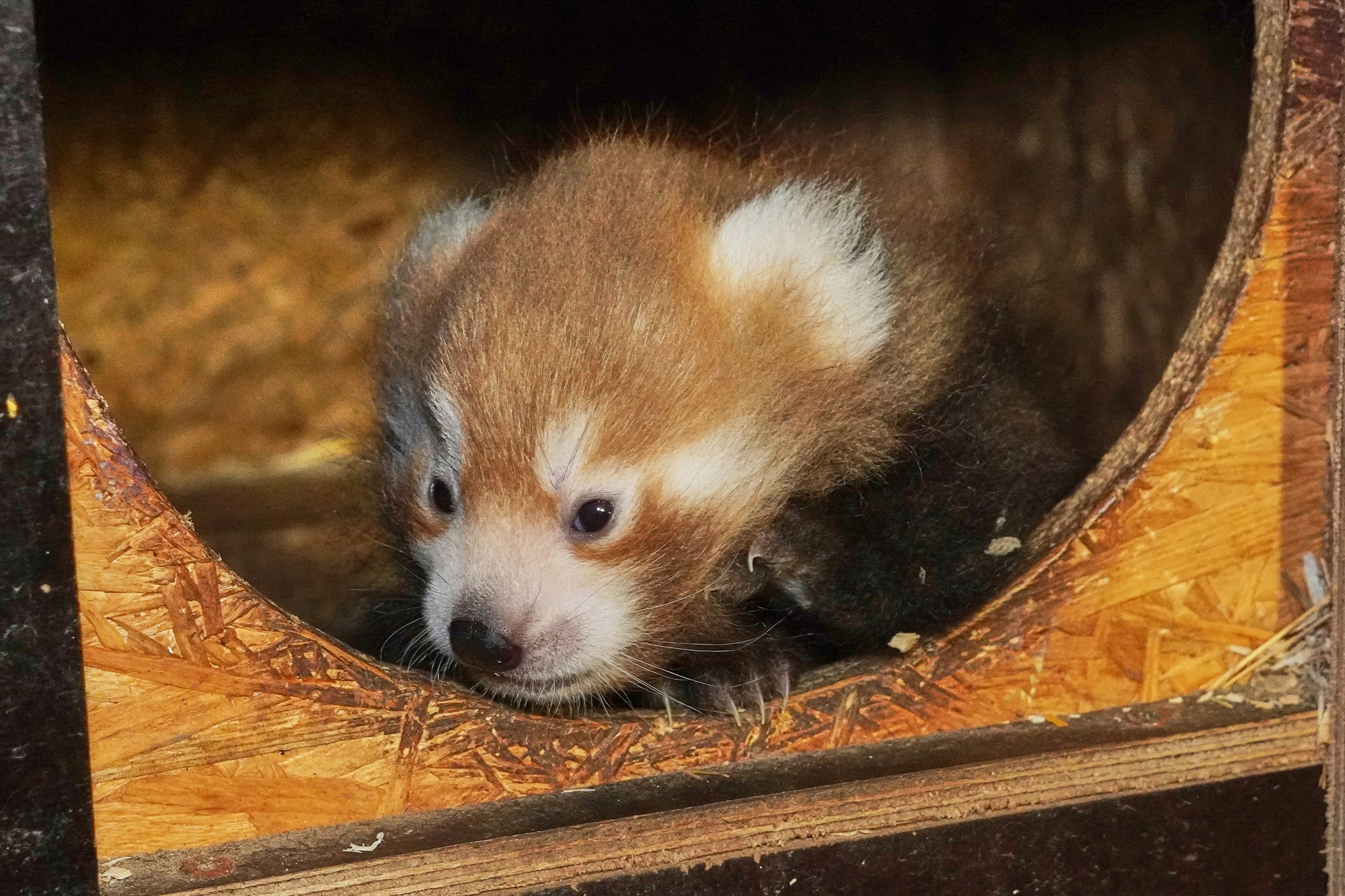Im Tiergarten Kleve wurden zwei Rote Pandas geboren (5)
