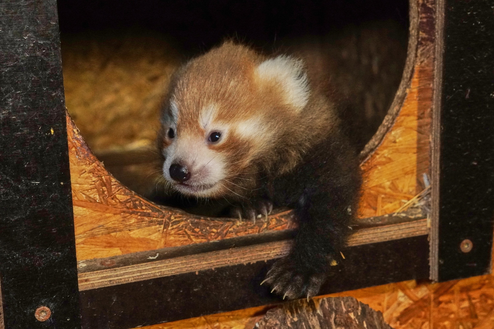Im Tiergarten Kleve wurden zwei Rote Pandas geboren (6)