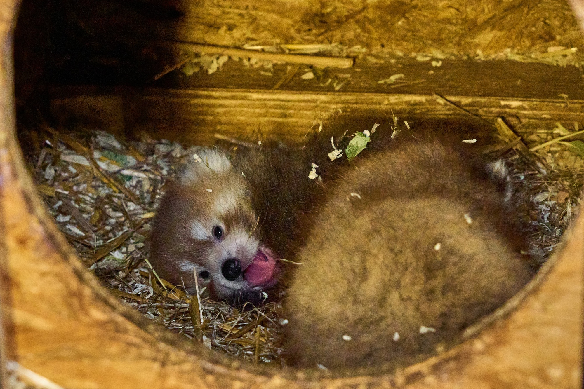 Im Tiergarten Kleve wurden zwei Rote Pandas geboren (7)