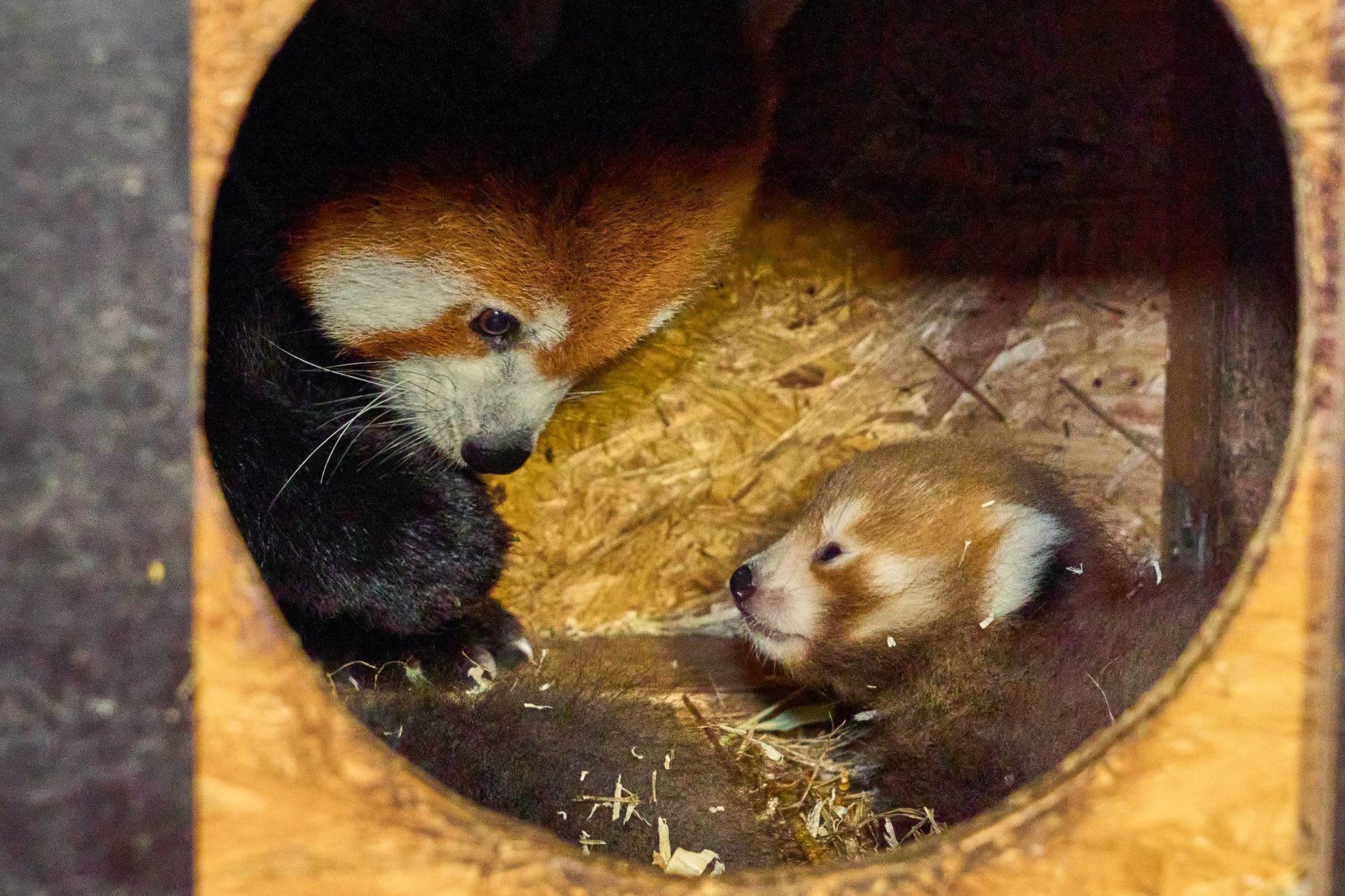 Im Tiergarten Kleve wurden zwei Rote Pandas geboren (8)