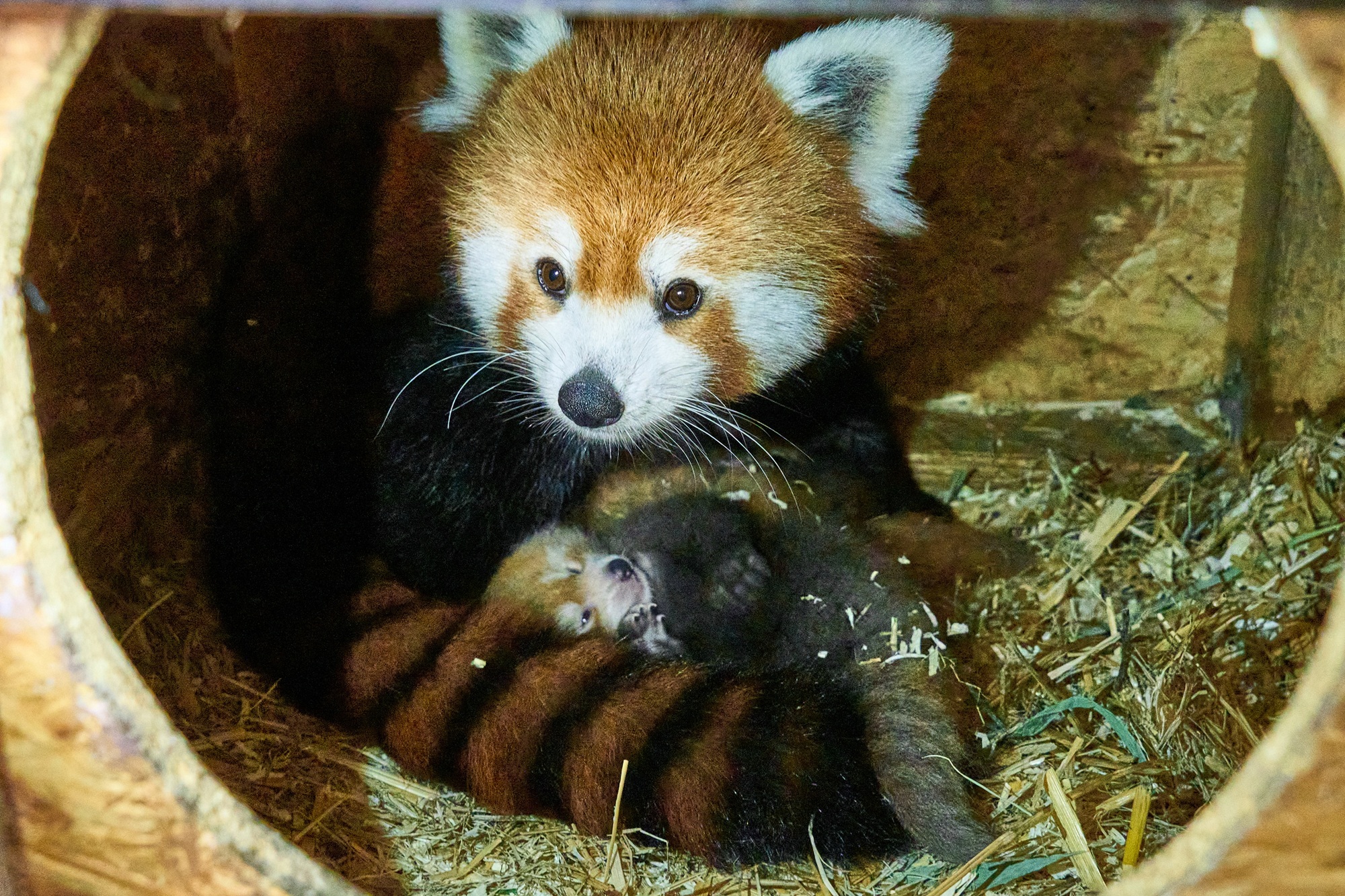 Im Tiergarten Kleve wurden zwei Rote Pandas geboren (9)