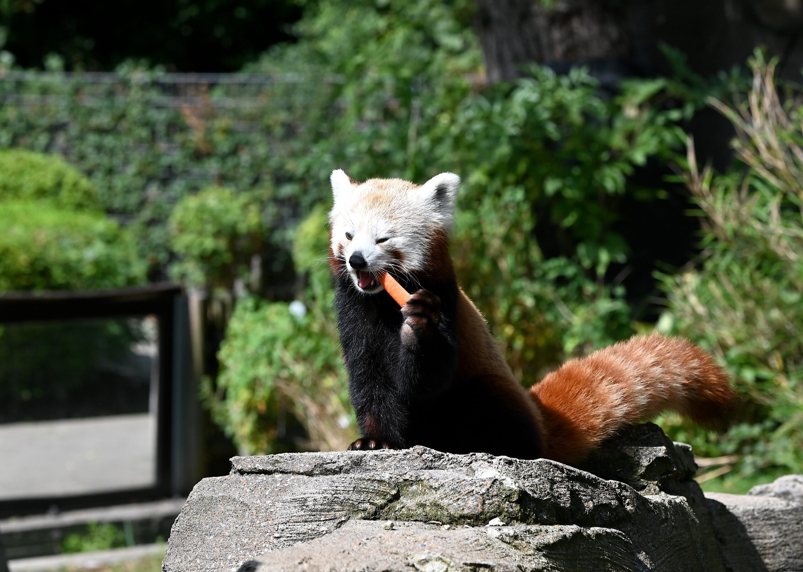 Beim Artenschutztag am 30. August lohnt sich ein Besuch bei den Roten Pandas ganz besonders.