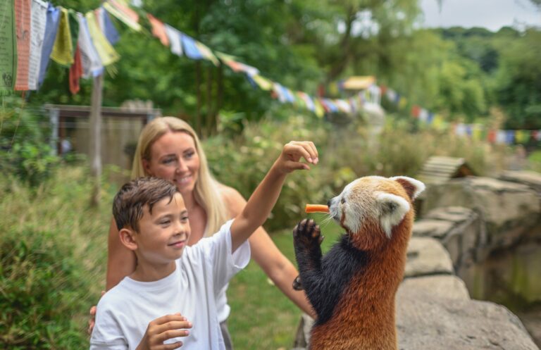 Beim Rendezvous mit dem Lieblingstier können die BesucherInnen im Tiergarten Kleve u.a. den Roten Pandas ganz nahe kommen (1)