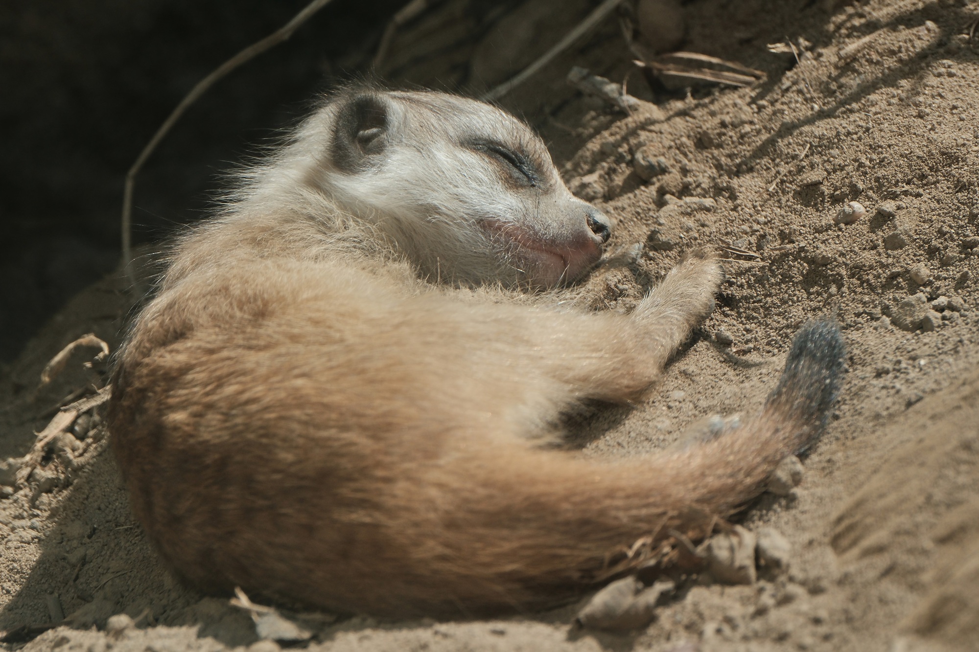 Erdmännchennachwuchs im Tiergarten Kleve_01