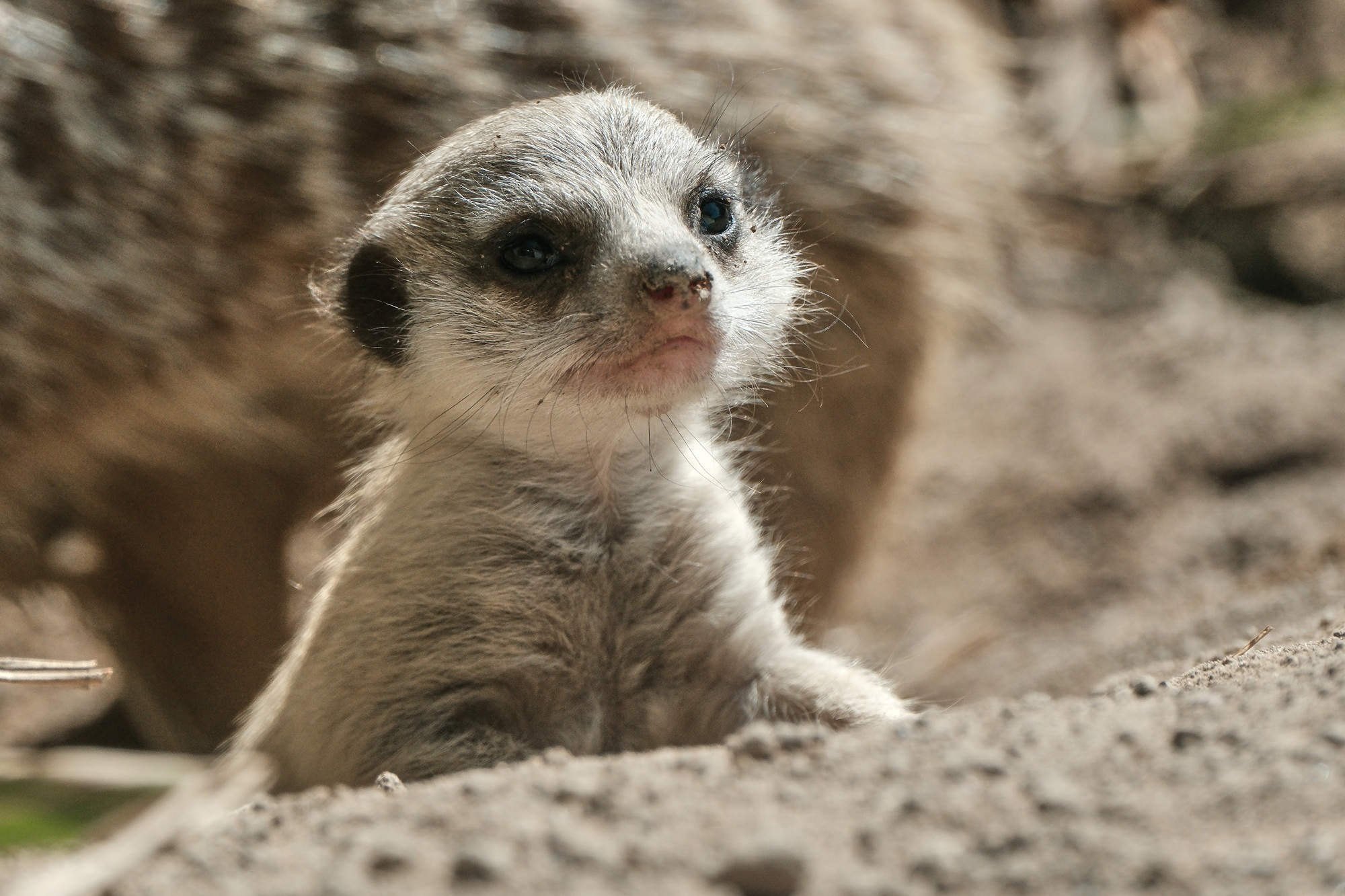 Erdmännchennachwuchs im Tiergarten Kleve_02