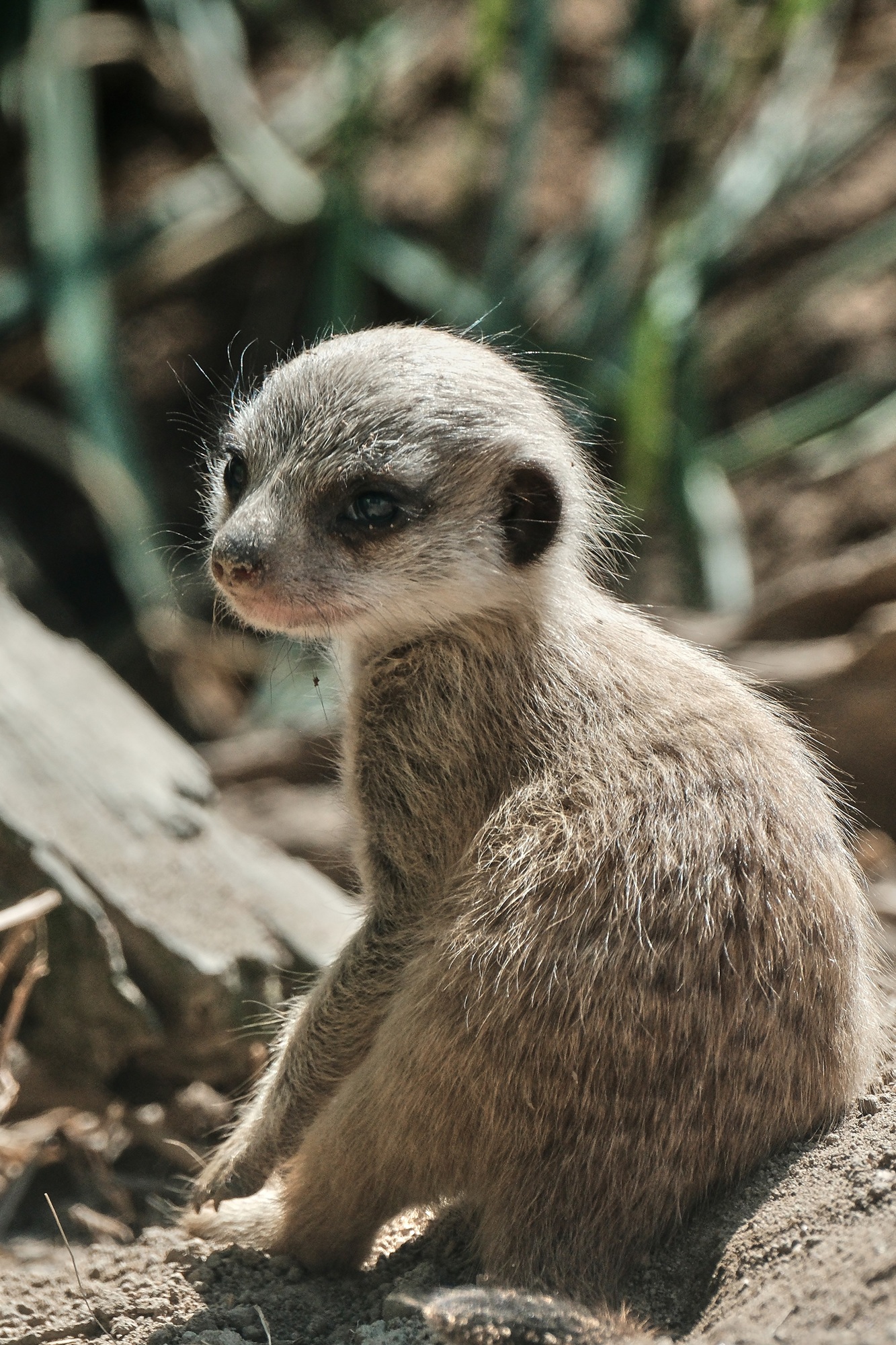 Erdmännchennachwuchs im Tiergarten Kleve_03