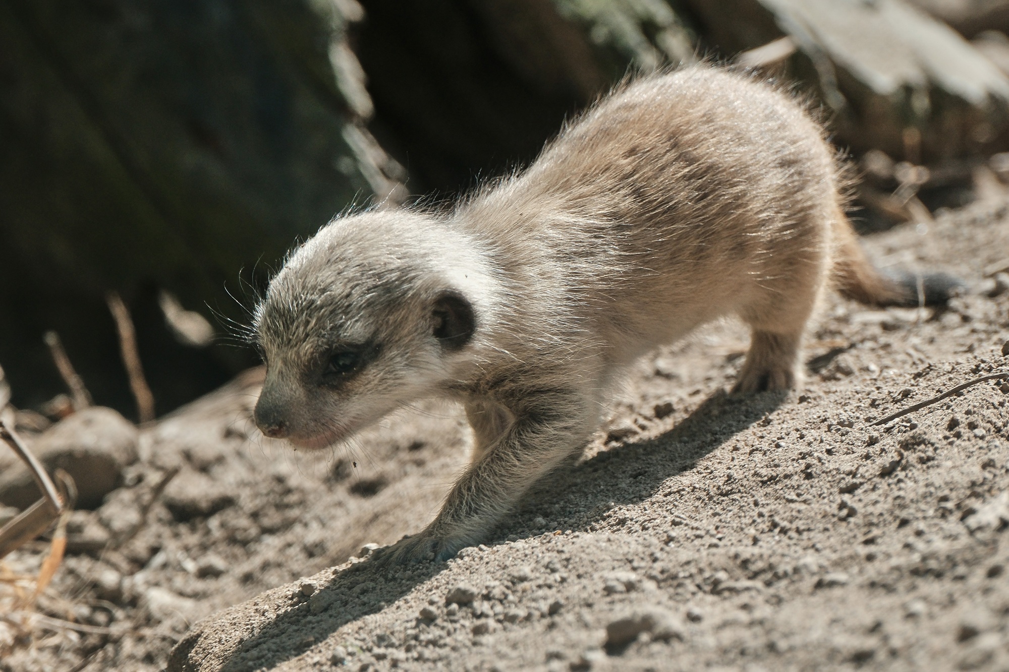 Erdmännchennachwuchs im Tiergarten Kleve_04